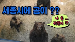 [세종시 베어트리파크]세종시 수목원??동물원??우리 아기랑 가기좋은 베어트리파크