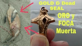 GOLD & a DEAD SEAL !! ORO y una FOCA MUERTA !!  Deteccion Metalica ! Metal Detecting