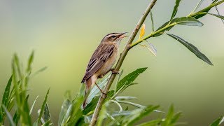 Песни камышовки-барсучка. Acrocephalus schoenobaenus. Птицы Беларуси.