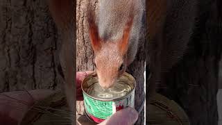 Опять напоил белку / I watered the squirrel again