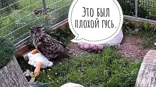 Сова филин Ёль придумывает новые конкурсы для гуся