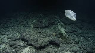 Camera-Ready Critters On Never-Before-Surveyed Seamounts | Nautilus Live