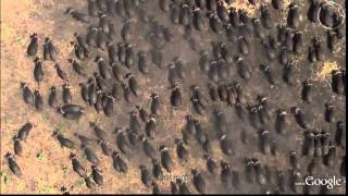 Google Earth Animals