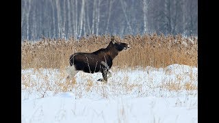 Секреты охоты на лося с подхода зимой! The secrets of hunting elk!