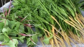 Growing Micro Greens and Organic Produce for Restaurants