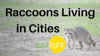 "Raccoons Living in Cities" - practice English with Spotlight