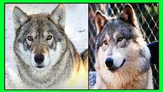ВОЛКОСОБ - Гибрид Самца Немецкой Овчарки БАРОНА И Волчицы по Кличке НАЙДА. СЕРИАЛ:ЖИВОТНЫЕ - ГИБРИДЫ