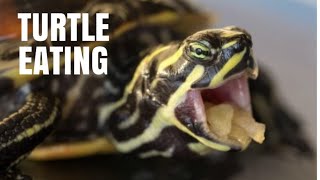 Cute Turtle Eating