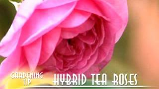 Hybrid Tea Roses
