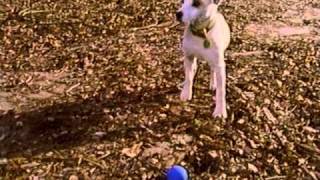 Halloween Hound: The Legend of the Creepy Collars Part 1