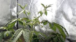 Nice Marijuana Timelapse after Topping