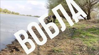 вобла 2018 - апрель, шикарный улов, удачно порыбачили, отличный отдых, вот это рыбалка.