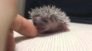 Мега милости ежик сосет палец / little hedgehog is very cute