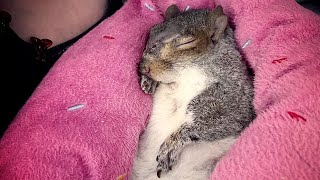 Couple moves to Florida for a squirrel