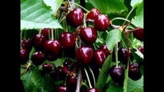 Моя  черешня  Чкалова.  Плодоносит  ли  она  после  цветения