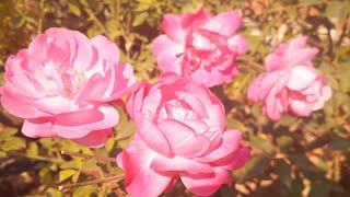 Desi  Gulab main kis trah paye dero phool or Aprail tak khub achi flowering paye #plantslover ❤