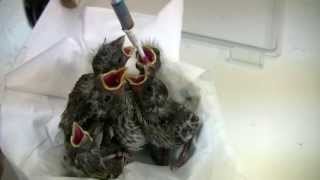 Baby finches at WildCare
