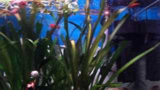 DSCF4634 az balıklı, bitkili tetra akvaryumu. few fish, planted aquarium tetra.