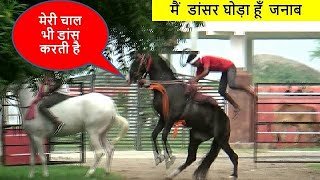 Riding Marwari Stallion Pawan - Is Dancer Horse Difficult To Ride ?