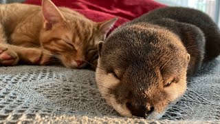 カワウソの寝相のクセがあまりに強すぎるのが完全にわかる動画 The otter's sleeping habits are too strong.
