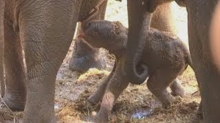 Baby Asian elephant: Asian elephant born in Israeli zoo