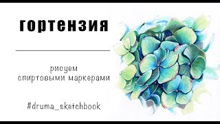 ГОРТЕНЗИЯ / рисуем спиртовыми маркерами