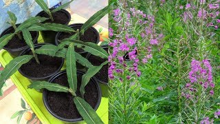 ? Иван-чай. Размножение ? черенками. Фильм второй. (Russian tea).