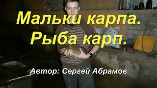 Мальки карпа. Рыба карп.