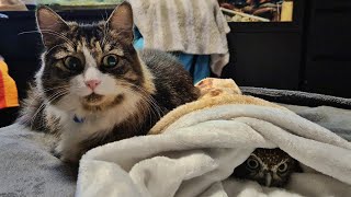 Совёнок Лучик - самая всамделишная соверма! Кот Мурлок намекает на рулет-мурлет