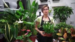 ARTPLANTS - неприхотливые растения