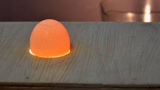 Оценка качества яиц перед закладкой в инкубатор. Лаборатория птицеводства УрГАУ