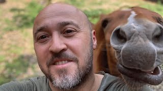 Horse becomes obsessed with man's glorious bald head