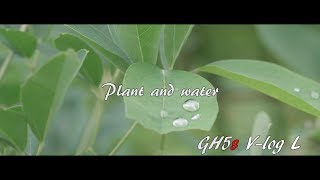 GH5s　M.ZUIKO DIGITAL ED 12-100mm F4.0 IS PRO　2018 06 09 GH5s Plant and water