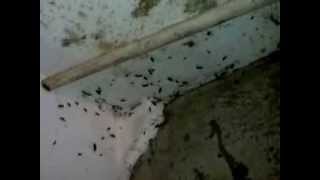 Infestare majora cu gandaci