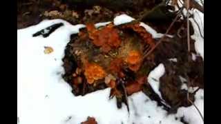 Зимние опята! Winter mushrooms