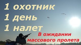 Охота на гуся 2019. Осень. Белый чехол в деле. Ждем гуся