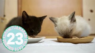 子猫の食事風景