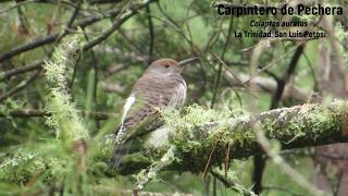 Pájaros Carpinteros: Los constructores del monte