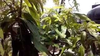 Como cultivar mango en maceta  2 (Mango plant planted in pot)