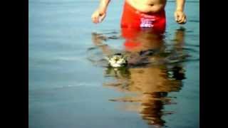 Кот в воде в глазах ужас