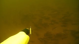 Предновогодняя подводная охота на Волге.Стаи.