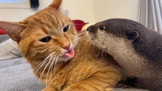 大晦日！カワウソさくらベストシーン！今までの動画から傑作を切り抜いて振り返ってみた Otter Sakura's best scene!