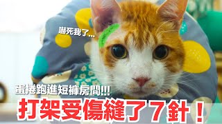 【好味小姐】貓咪打架！受傷竟要縫７針！真是嚇死我了｜好味貓日常EP65