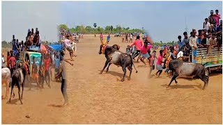 வெளியாத்தூர் சண்டியர் |வன்னியுலந்தான்வயல் மஞ்சுவிரட்டு VUV|2019