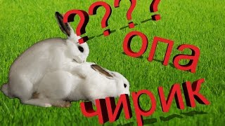 Кролик мутант изнасиловал гориллу