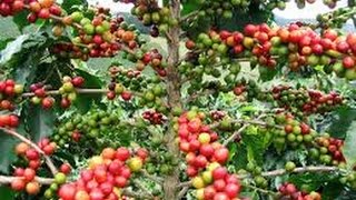 Requerimientos nutricionales y fertilización del cultivo de café - TvAgro Juan Gonzalo Angel