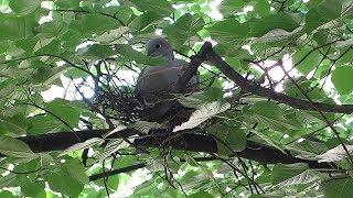 Любовь и Голуби | Love and Pigeons