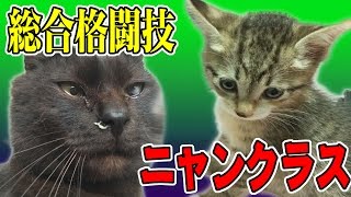 【猫動画】ニャンクラス タイトルマッチ!!