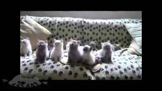 79 ( Kittens dance )  Котята танцуют #Catesarius