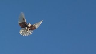 Pigeons training / Тренировка Серпастых и Николаевских